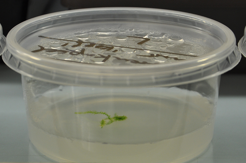 in vitro Pflanze klein
